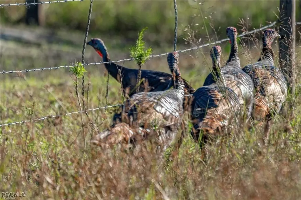 17800 Grand Chenier Road Fort Myers FL 33913