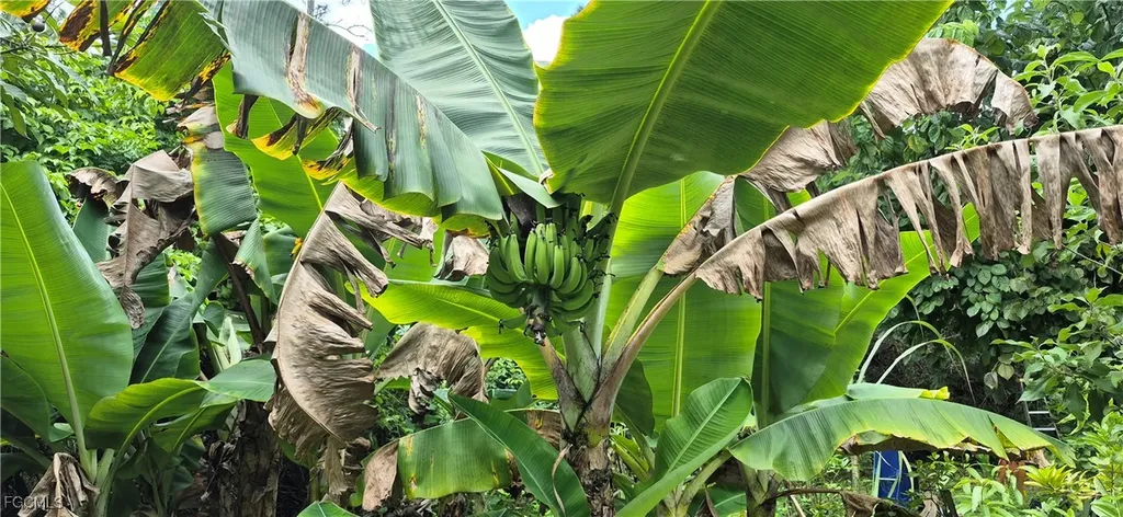 2011 Leroy Avenue Alva FL 33920