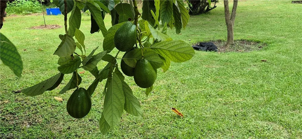 2011 Leroy Avenue Alva FL 33920