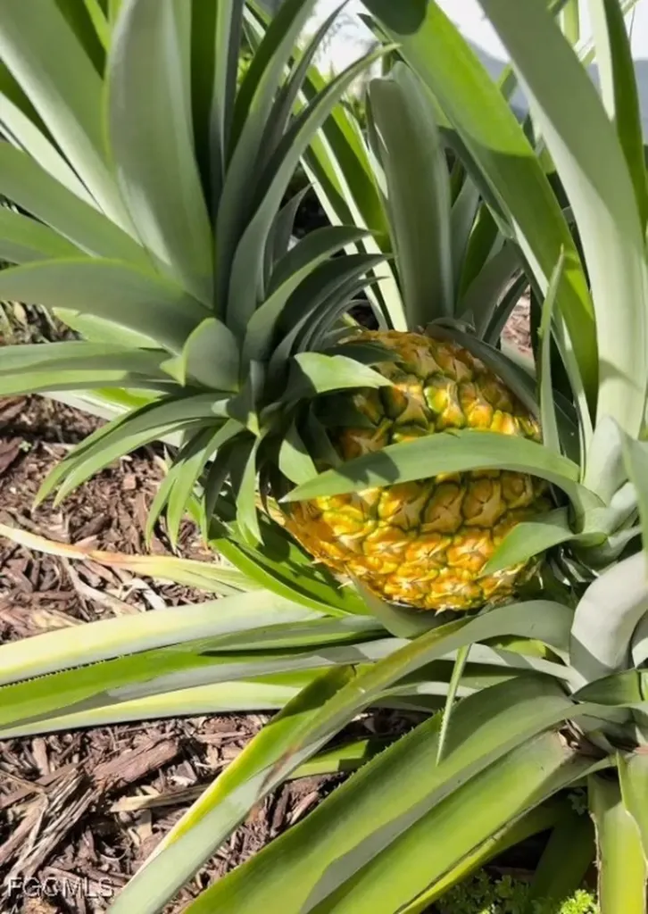 2711 SW 27th Street Cape Coral FL 33914