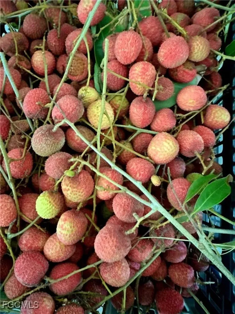 10464 Betsy Parkway St. James City FL 33956