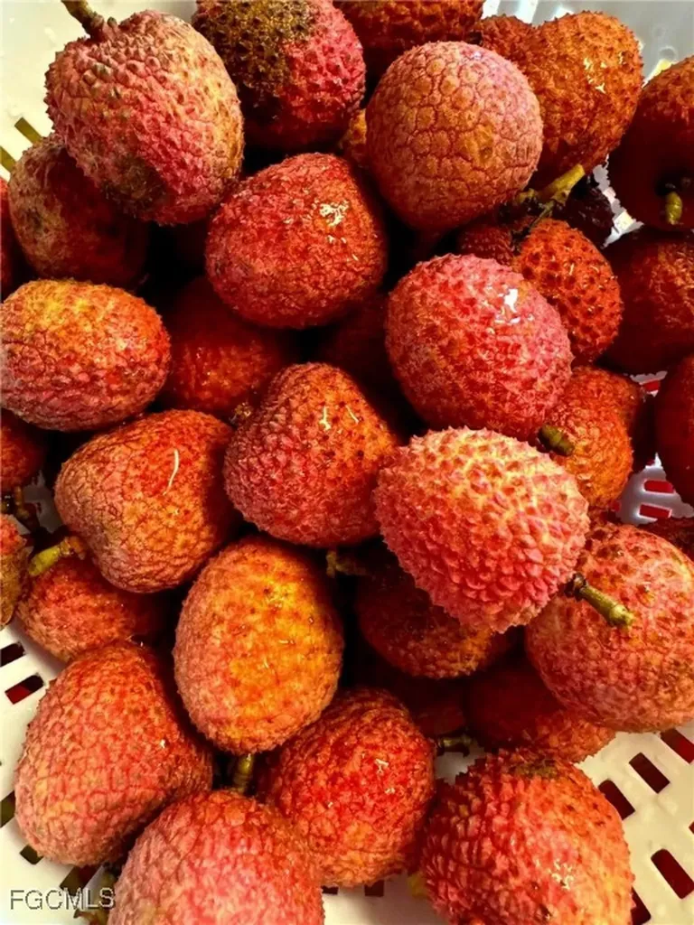 10464 Betsy Parkway St. James City FL 33956