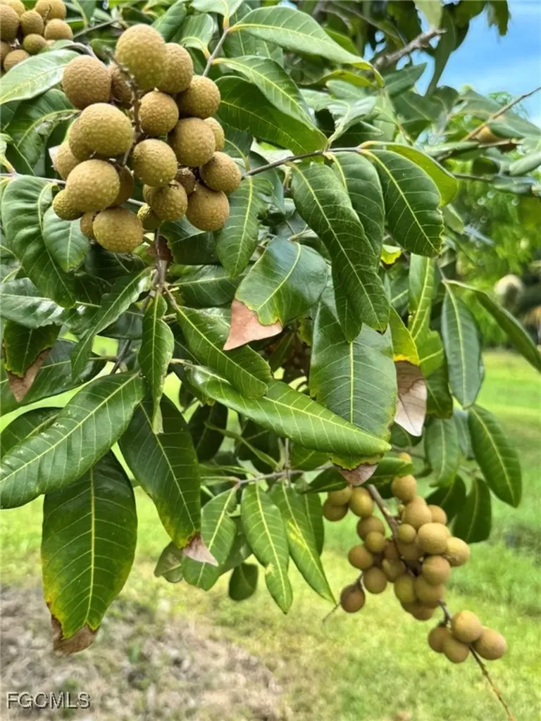 10464 Betsy Parkway St. James City FL 33956