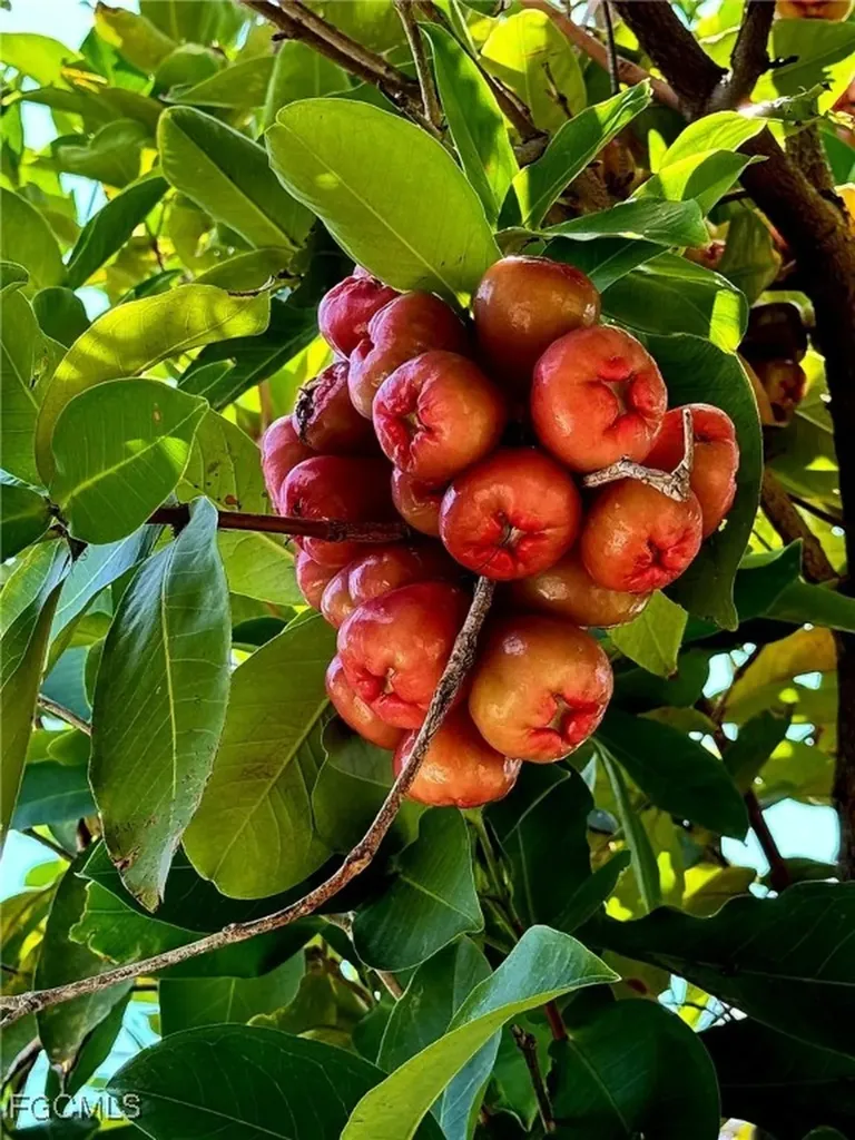 10464 Betsy Parkway St. James City FL 33956