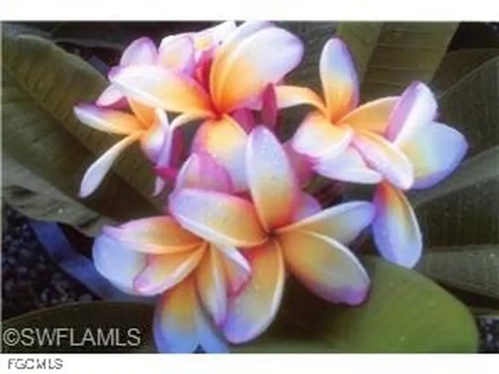 812 Palmetto Pointe Circle Cape Coral FL 33991