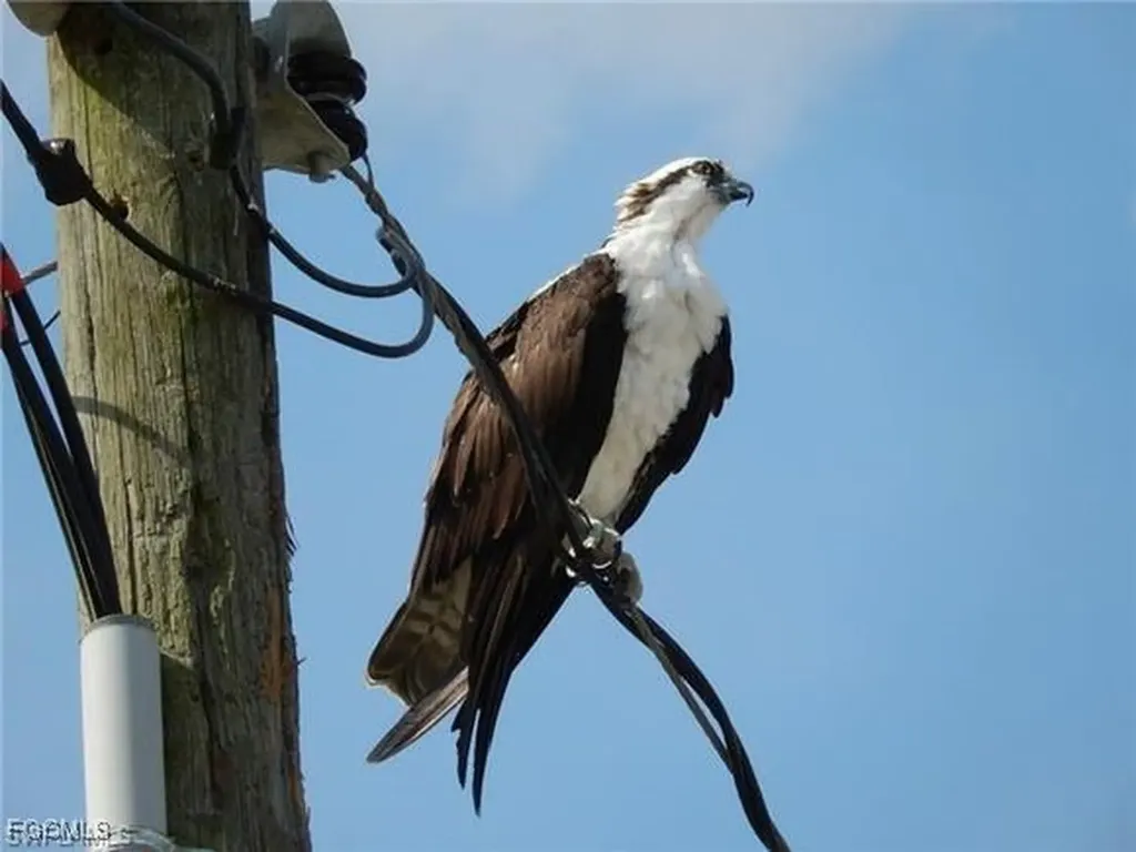 812 Palmetto Pointe Circle Cape Coral FL 33991