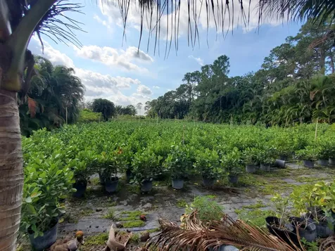 10655 61 Street S Wellington FL 33449
