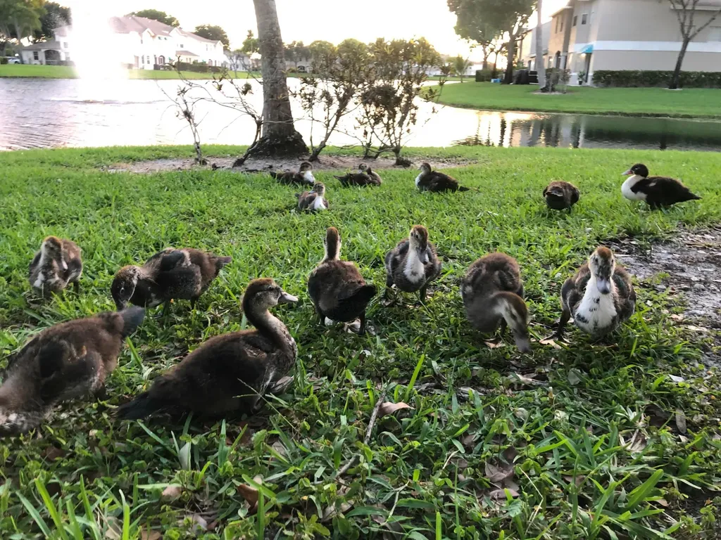 9118 Boca Gardens Parkway Boca Raton FL 33496