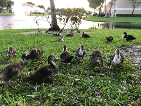 9118 Boca Gardens Parkway Boca Raton FL 33496