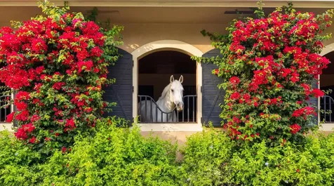 14911 Equestrian Way Wellington FL 33414