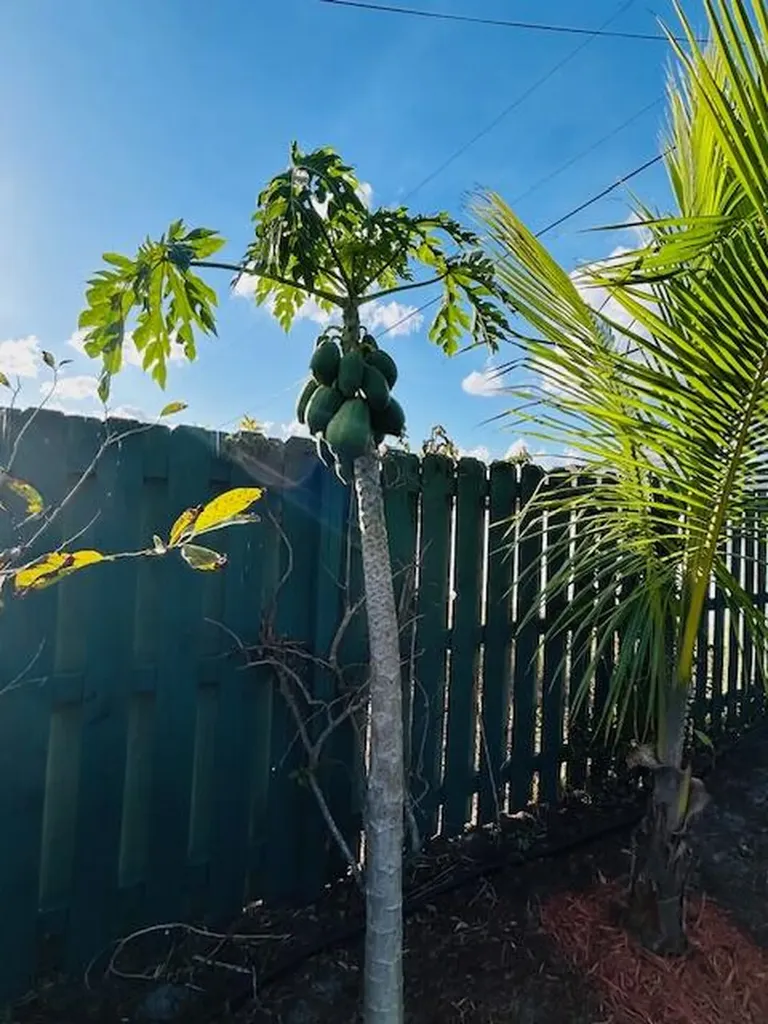221 SW Kestor Drive Port St Lucie FL 34953