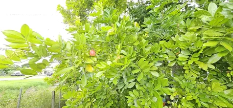 632 SW 13th Street Belle Glade FL 33430