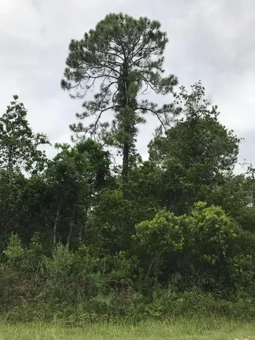 1126 Greenfield Street Lake Placid FL 33852