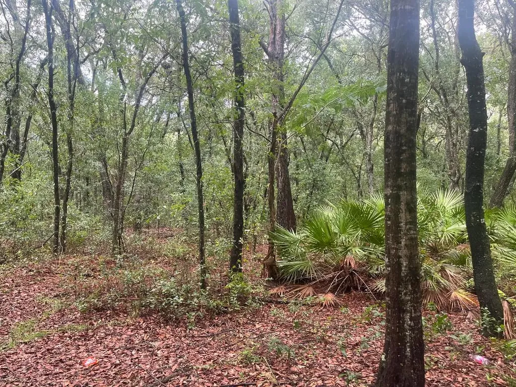 Tbd Delaware Avenue Interlachen FL 32148