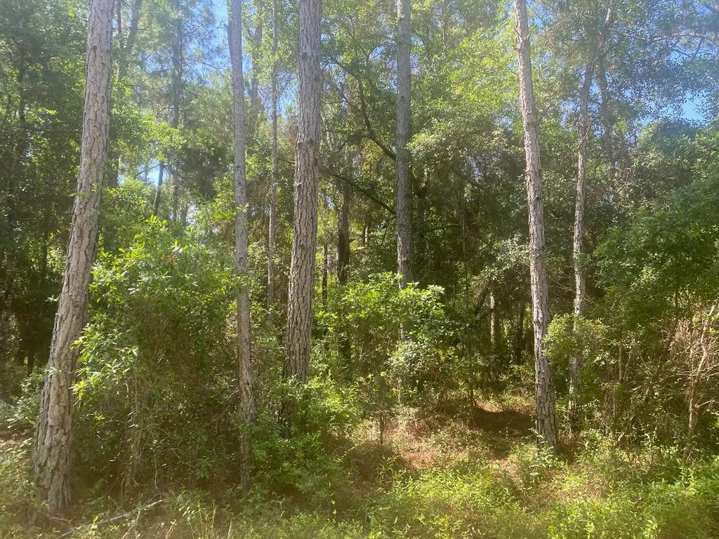 Tbd NE 155 Lane Fort Mccoy FL 32134