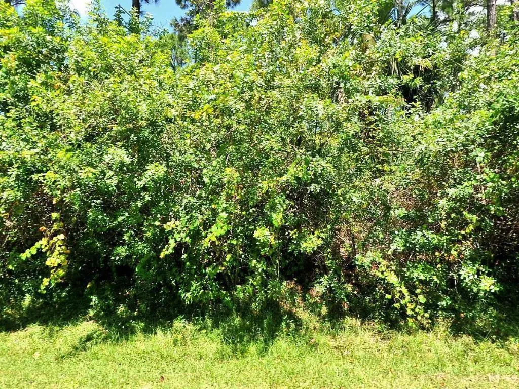 1517 SW Bermel Avenue Port St Lucie FL 34953