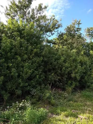 113 NE Lima Court Port St Lucie FL 34983