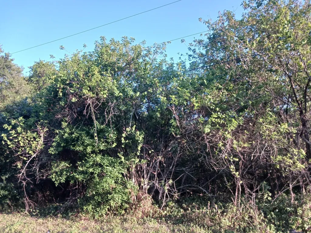 7025 NE 11th Lane Okeechobee FL 34974