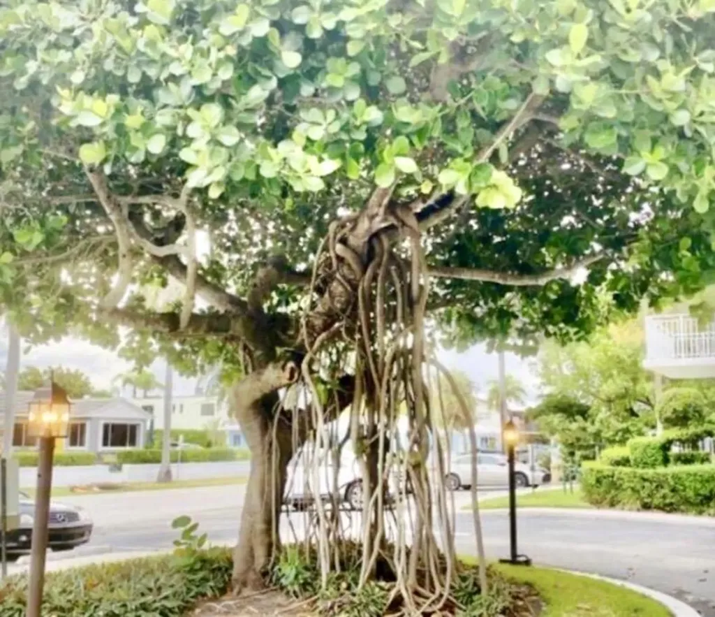 33 S Ocean Avenue Palm Beach Shores FL 33404