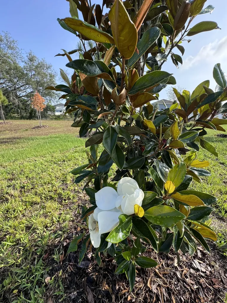 3015 Sanctuary Drive Clermont FL 34714