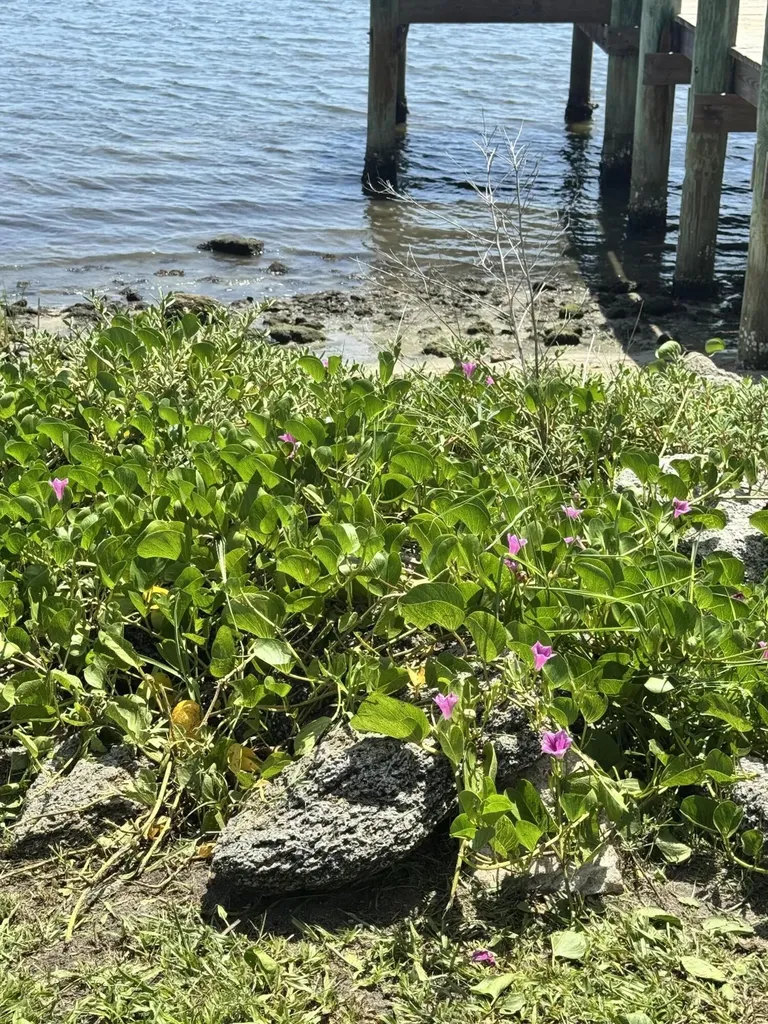 333 King Street Sebastian FL 32958