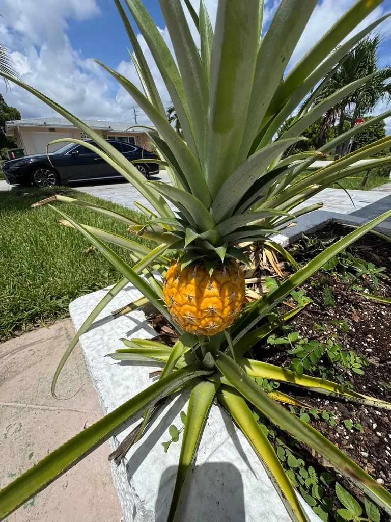 4717 NW 49th Place Tamarac FL 33319