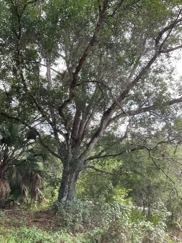 13550 NE 18th Avenue Okeechobee FL 34972