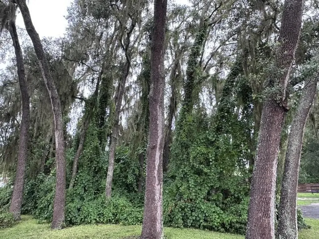 444 Quail Street Lady Lake FL 32159