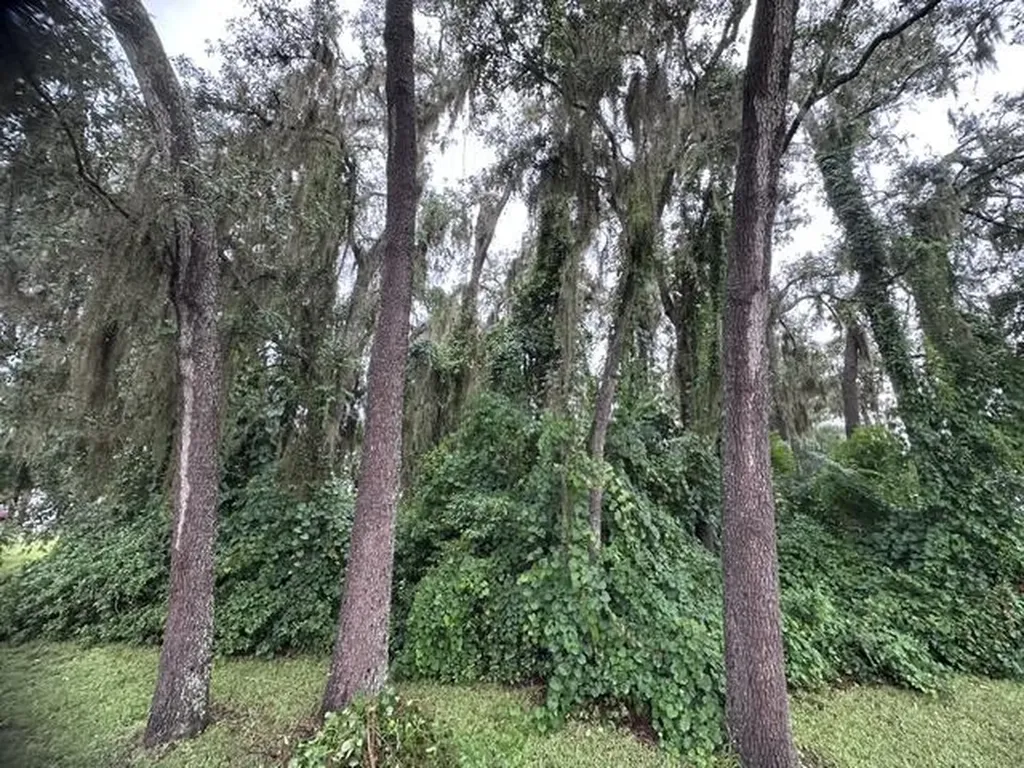 444 Quail Street Lady Lake FL 32159