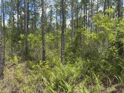 0 Holopaw Groves Road St. Cloud FL 34772