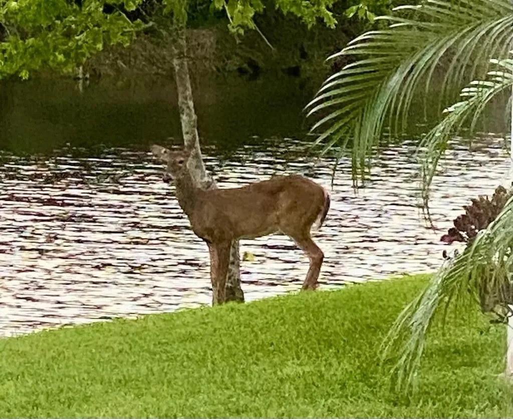 19189 Tamara Lane Jupiter FL 33458