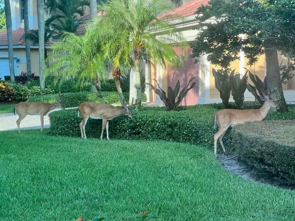 19189 Tamara Lane Jupiter FL 33458