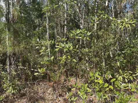 0 Holopaw Groves Road St. Cloud FL 34772