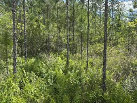 0 Holopaw Groves Road St. Cloud FL 34772