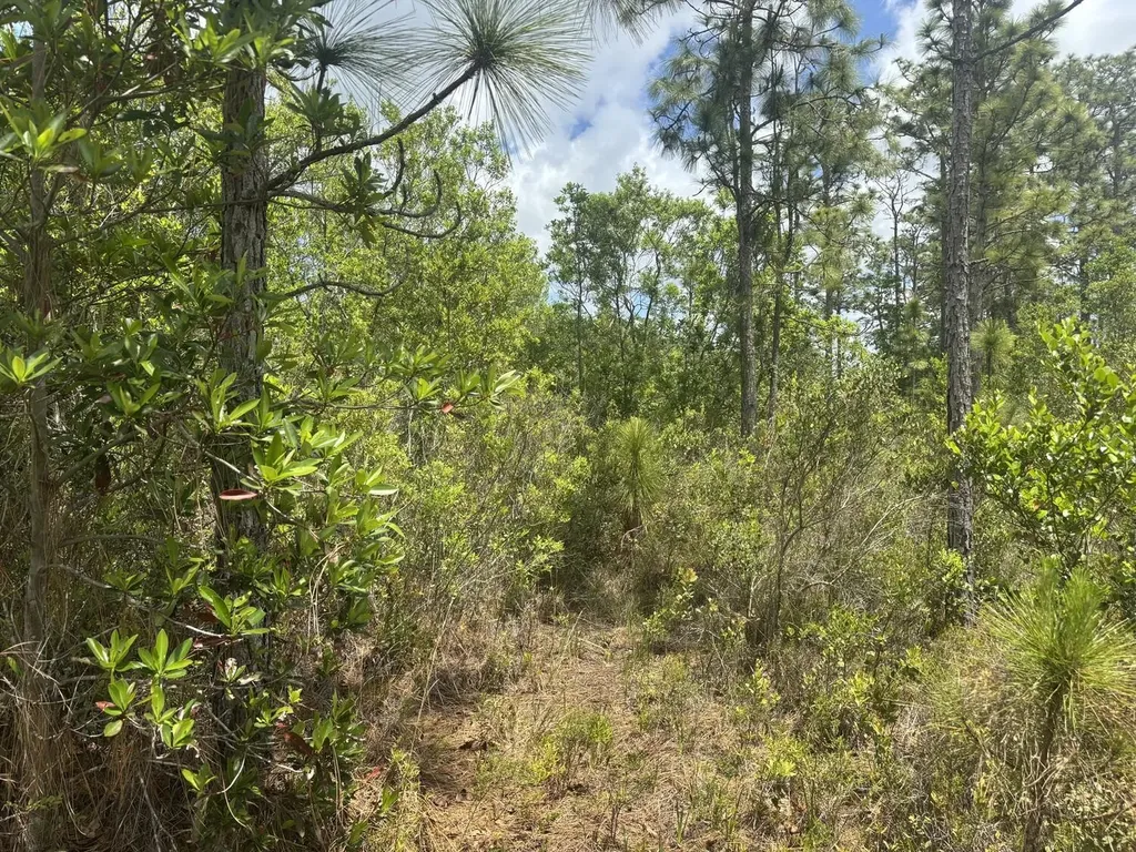 0 Holopaw Groves Road St. Cloud FL 34772