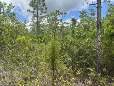 0 Holopaw Groves Road St. Cloud FL 34772