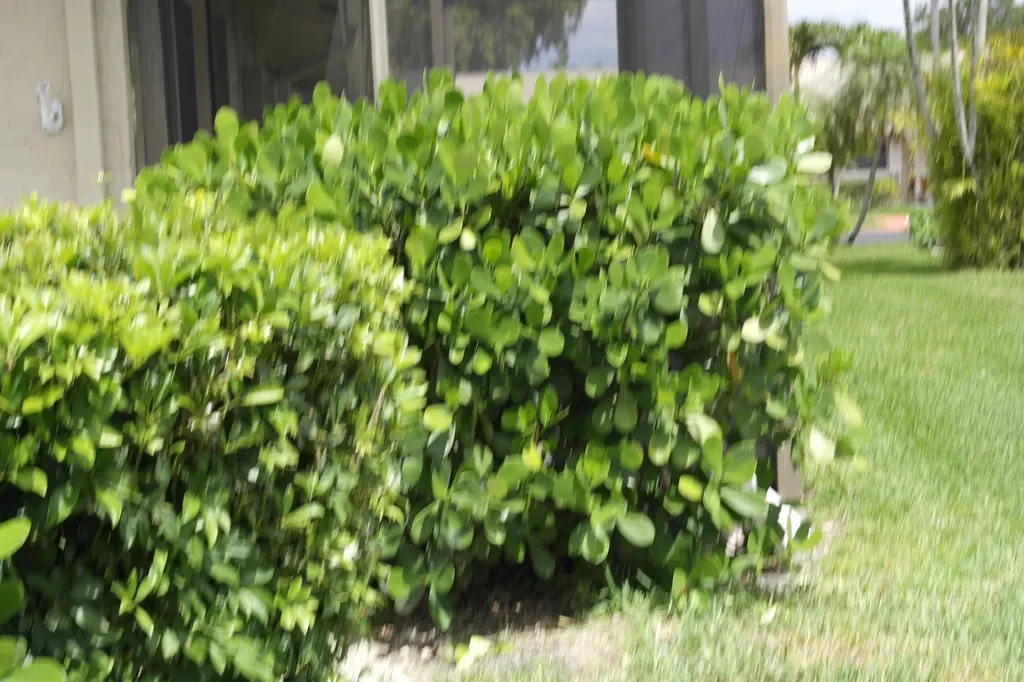 18890 Candlewick Drive Boca Raton FL 33496