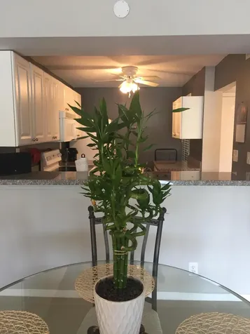 10 Royal Palm Way Boca Raton FL 33432