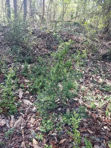 000 158 Lane Dunnellon FL 32024