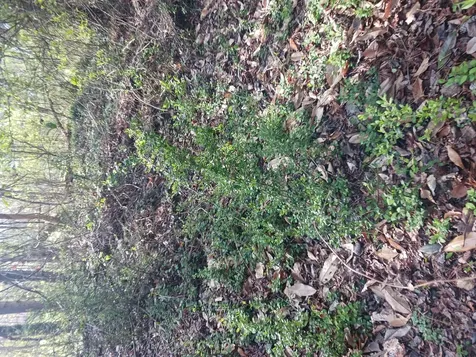 000 158 Lane Dunnellon FL 32024