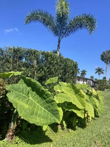 2847 Ashley Drive W West Palm Beach FL 33415