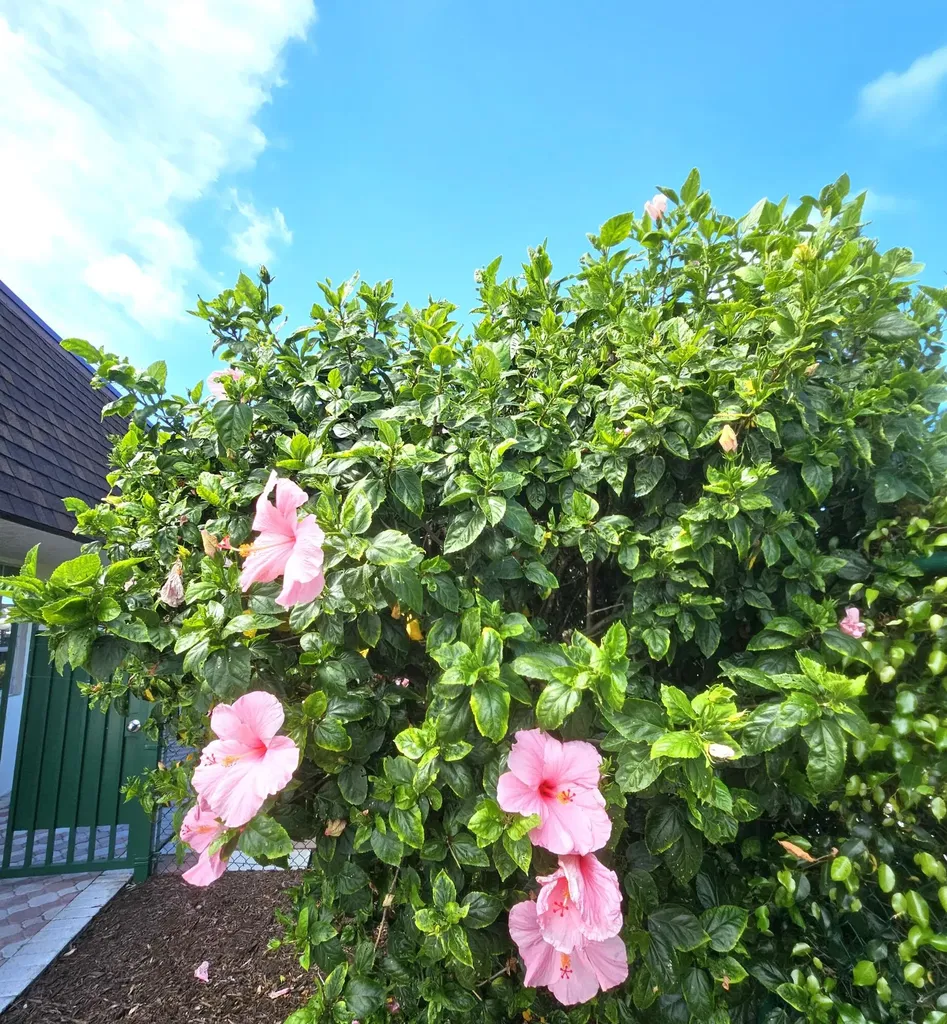 1141 Violet Terrace Delray Beach FL 33445