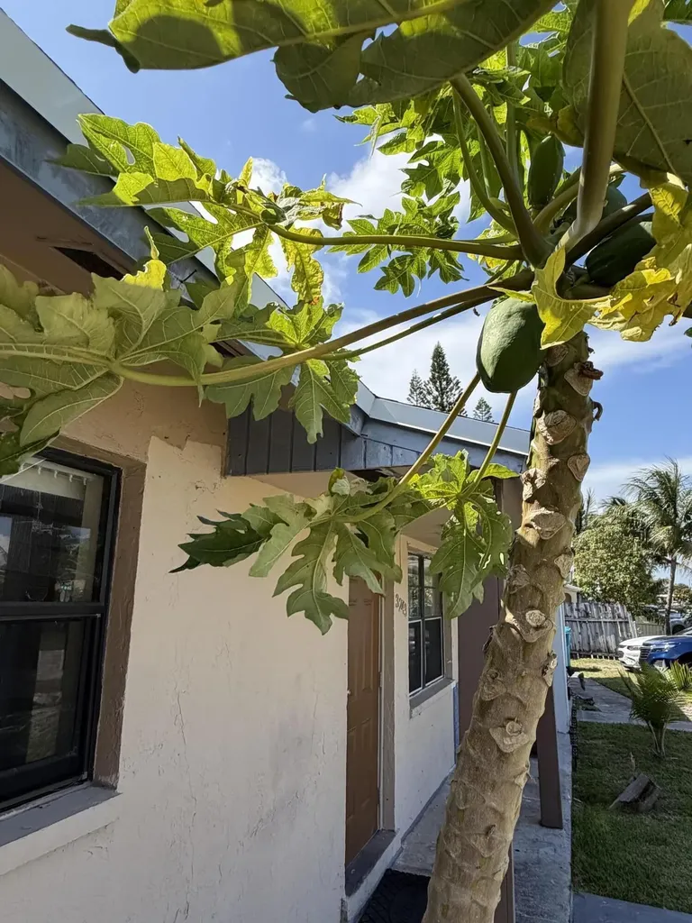 3243 Grove Road Boynton Beach FL 33435