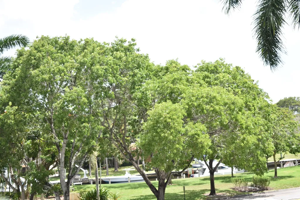 1101 River Reach Drive Fort Lauderdale FL 33315