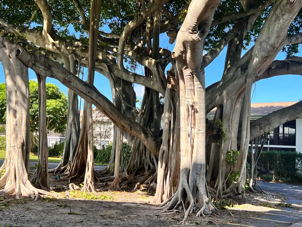 555 Banyan Tree Lane Delray Beach FL 33483