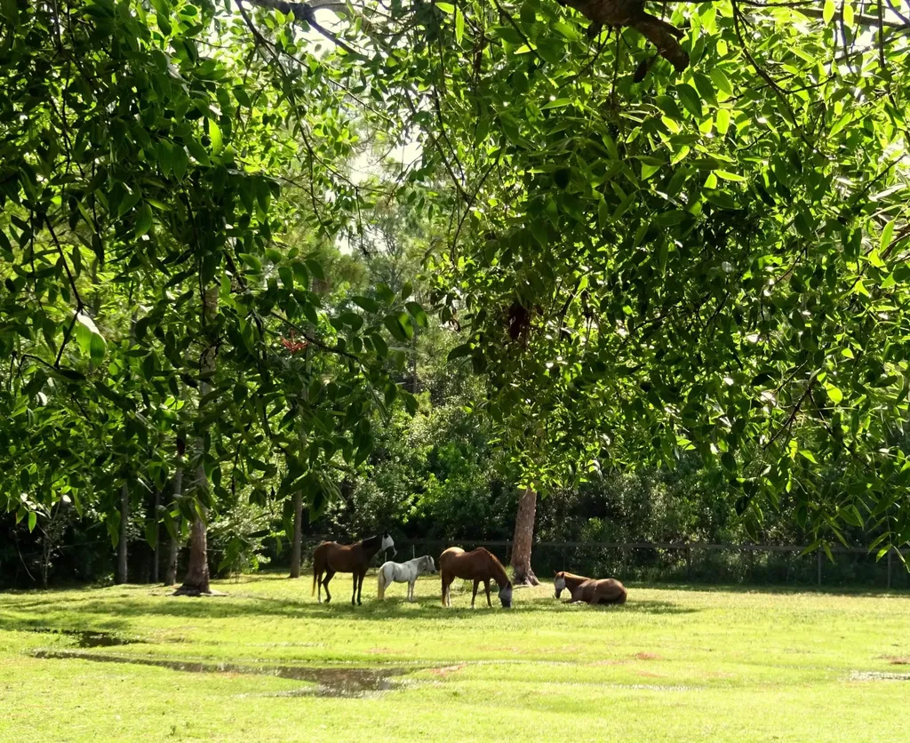 15531 42nd Road N Loxahatchee Groves FL 33470