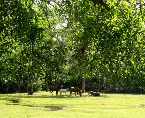15531 42nd Road N Loxahatchee Groves FL 33470