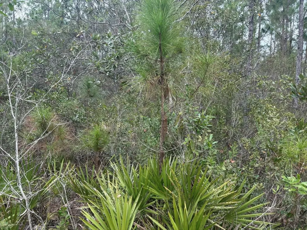 0 Old Grade Road Polk City FL 33868