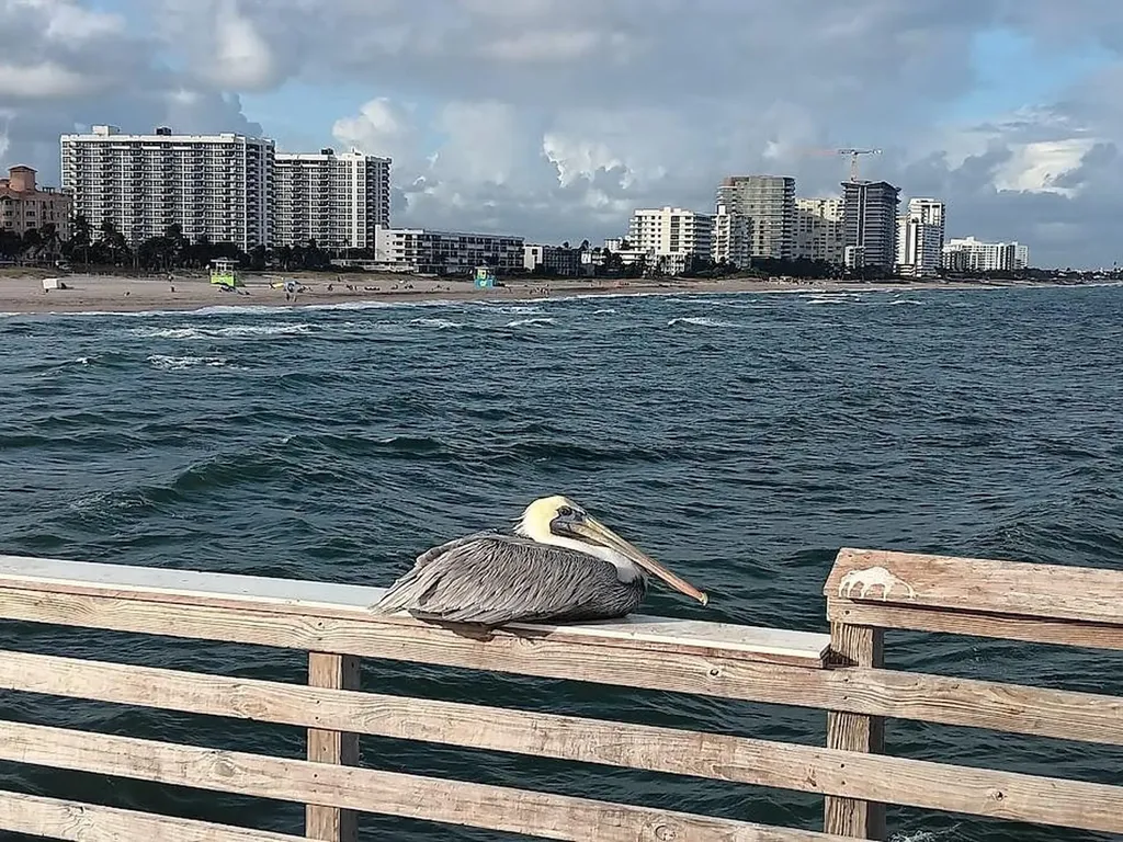305 N Pompano Beach Boulevard Pompano Beach FL 33062