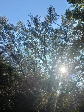 0000 Windinghill Road Ocala FL 34471